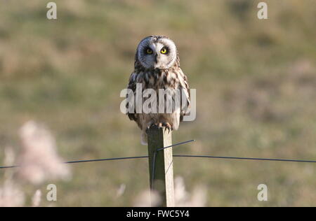 Eurasische Sumpfohreule (Asio Flammeus) posiert auf einem Mast Stockfoto
