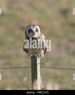 Eurasische Sumpfohreule (Asio Flammeus) posiert auf einem Mast Stockfoto