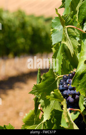 Typisch für die Region Chianti Tuscany Weinberg. Italien. Stockfoto