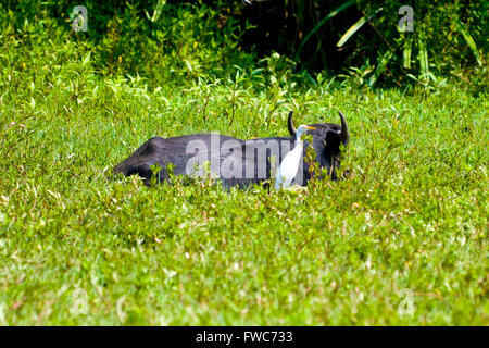 Kuhreiher mit Buffalo in Wasser Weide, Candolim, Goa, Indien 15.03.2011 Stockfoto