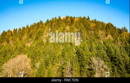 Wald-Hügel in Frühlingsgrün Stockfoto