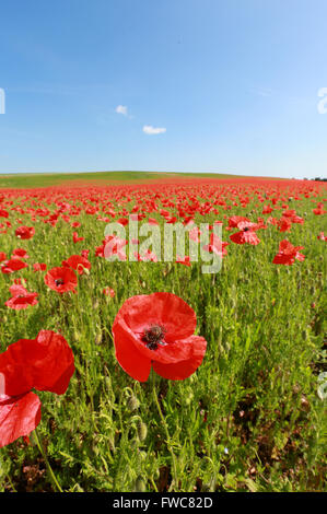 Ein schönes Mohn Feld in Norfolk, England. Der Mohn wird als Symbol der Erinnerung für Soldaten in Schlachten während der Weltkriege und in jüngster Zeit getötet verwendet Stockfoto