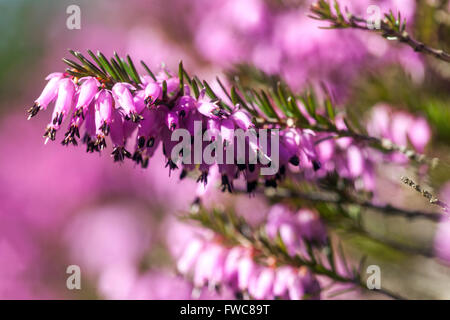 Blühende Erica carnea Winter Heath Spring blühende Pflanze Stockfoto