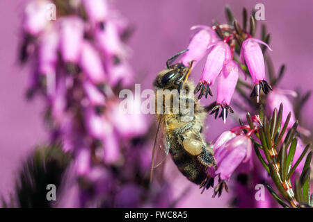 Blühende Erica carnea Winterheide und bestäubende Biene auf einer Blumenpflanze Stockfoto