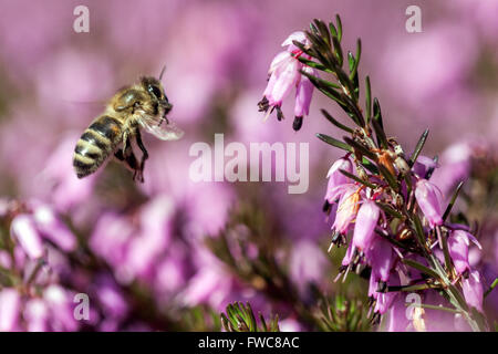 Honigbiene, die zur Blüte fliegt, blühende Erica carnea Winterheide Stockfoto