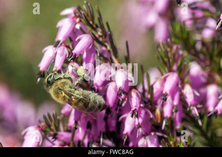 Erica Carnea Winter Heide Blüte und bestäuben Biene auf einer Blüte Stockfoto