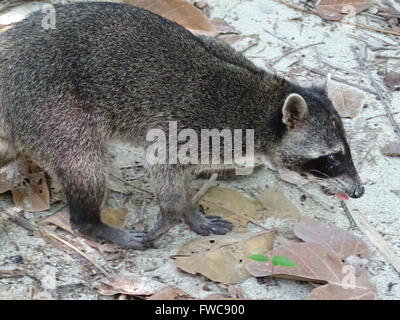 Waschbär in Nationalpark Manuel Antonio Costa rica Stockfoto