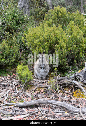 Red-necked Wallaby (Macropus Rufogriseus), Mount Field National Park, Tasmanien, Australien Stockfoto
