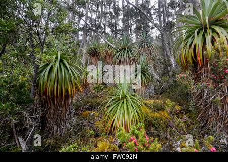 Pandani Grove, Pandani Hain Natur Fuß, Lake Dobson, Mount Field National Park, Tasmanien, Australien Stockfoto