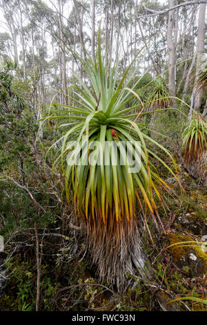 Pandani Grove, Pandani Hain Natur Fuß, Lake Dobson, Mount Field National Park, Tasmanien, Australien Stockfoto