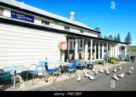 Möwen zu spülen Reste außerhalb ein Fish &amp; Chips-Shop, Kiama, Illawarra Coast, New South Wales, Australien Stockfoto