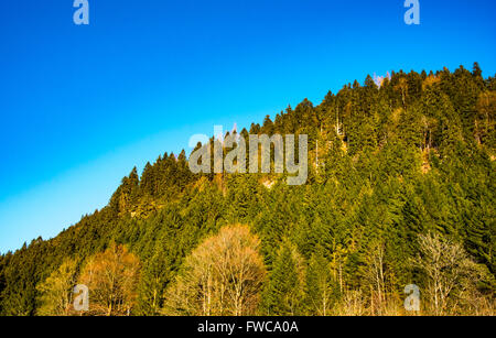 grünen Wald Hügel im Frühjahr Stockfoto