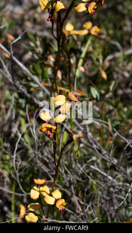 Schöne seltene West Australian wilde Blume Esel Orchideen Orchidaceae Diuris blühen im Frühjahr mit gelben und braunen Blüten. Stockfoto