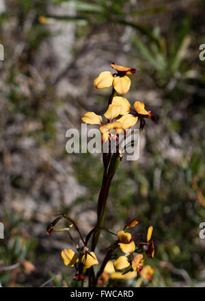 Schöne seltene West Australian wilde Blume Esel Orchideen Orchidaceae Diuris blühen im Frühjahr mit gelben und braunen Blüten. Stockfoto