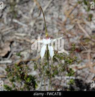 Ungewöhnliche westlichen australischen weißen und rosafarbenen Spinne Orchidee Caladenia Paludosa geschützte Arten blühen im Frühjahr eine seltene. Stockfoto