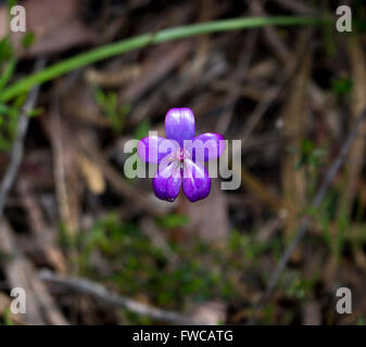 Elythranthera Brunonis, lila Emaille-Orchidee ist eine Art der Orchidee ist endemisch in Western Australia Blumen im Frühjahr. Stockfoto