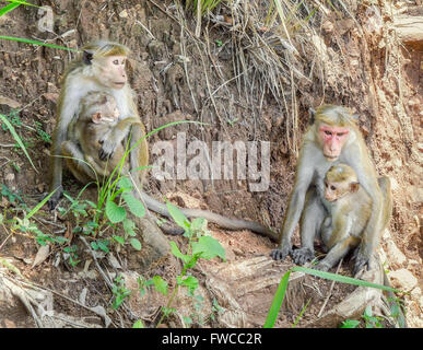 Affen namens Toque Makaken mit Welpen gesehen in Sri Lanka Stockfoto
