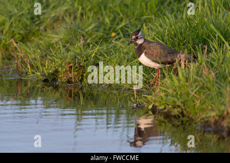 Kiebitz ( Vanellus vanellus), ausgewachsener Watvogel, der am Ufer eines kleinen Wassers zum Trinken, Wildtieren, Europa steht. Stockfoto