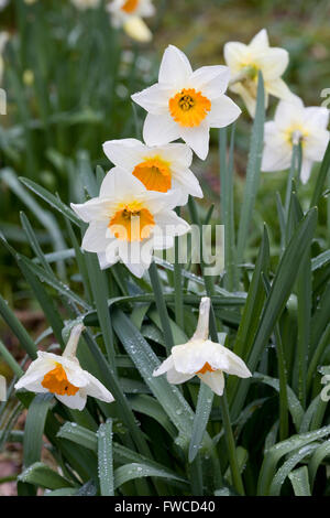 Narzissen im Garten Narzissen Stockfoto