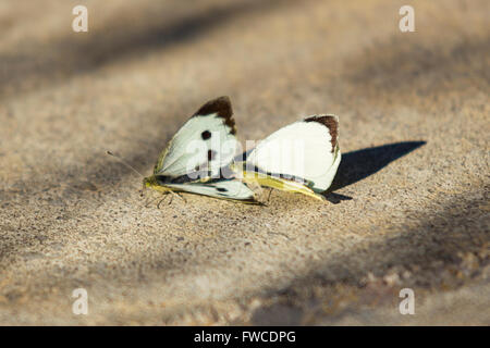 Kleine weiße Schmetterlinge (Pieris Rapae), Jardí Botànic de Barcelona, Barcelona, Katalonien, Spanien Stockfoto