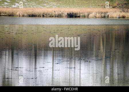 Baum-Reflexionen im Tal Y Llyn See mit schwimmenden Oberfläche Eis Wales Stockfoto