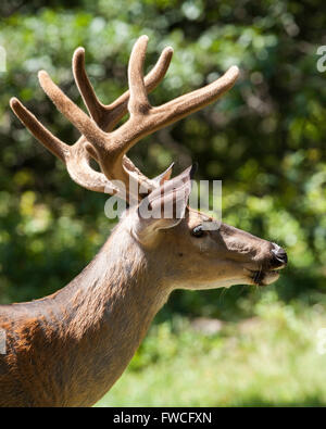 Large White Tailed Buck 8 Punkt Blick in die Zukunft Stockfoto