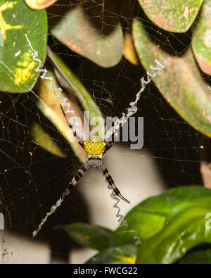 Orb Web Spider im Web Stockfoto