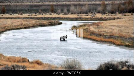 Ein Stier Elch Kreuze einen Seitenkanal des Green River im Seedskadee National Wildlife Refuge 12. Oktober 2012 in Sweetwater County, Wyoming. Stockfoto