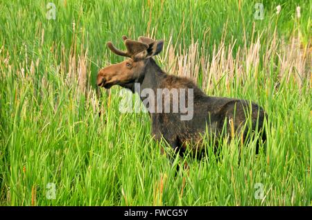 Ein junger Stier Elch Fütterung auf die neu entstehenden Rohrkolben Samenköpfe im Seedskadee National Wildlife Refuge 25. August 2015 im Sweetwater County, Wyoming. Stockfoto