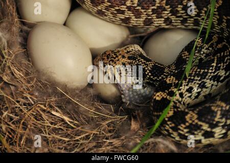 Eine Bullsnake isst eine Stockente Entenei nach dem Spülen die Glucke aus dem Nest im Lacreek National Wildlife Refuge 7. Juli 2008 in Martin, South Dakota. Stockfoto