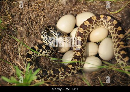 Eine Bullsnake isst eine Stockente Entenei nach dem Spülen die Glucke aus dem Nest im Lacreek National Wildlife Refuge 7. Juli 2008 in Martin, South Dakota. Stockfoto