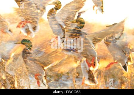 Eine Gruppe von Stockente Erpel Enten nehmen Flug bei Sonnenaufgang im Seedskadee National Wildlife Refuge 27. November 2011 in Sweetwater County, Wyoming. Stockfoto