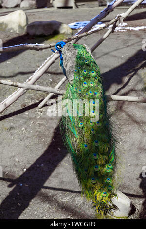 Porträt der schönen Pfau mit Federn, soft-Fokus im Käfig Stockfoto