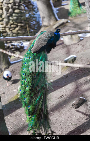Porträt der schönen Pfau mit Federn, soft-Fokus im Käfig Stockfoto