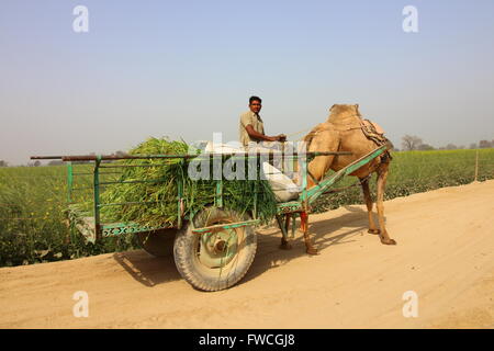 Eine Mann reitet auf einen Kamelen Wagen durch die Kulturlandschaft des Abohar des ländlichen Raums in Rajasthan, Indien. Stockfoto