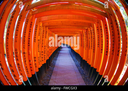 Senbon Torii, Tunnel der roten Torii-Tore am Fushimi Inari Shinto-Schrein in Kyōto, Japan Stockfoto