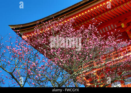 Orange Holzdach mit Kirschblüten im Kiyomizu-Dera-Tempel in Kyoto, Japan Stockfoto