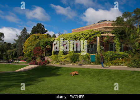 Valley Gardens, Harrogate, Yorkshire, England - Dame mit Hund, Spaziergänge durch den Art-Deco-Sonne-Pavillon in diesem schönen, sonnigen, ruhigen Park. Stockfoto