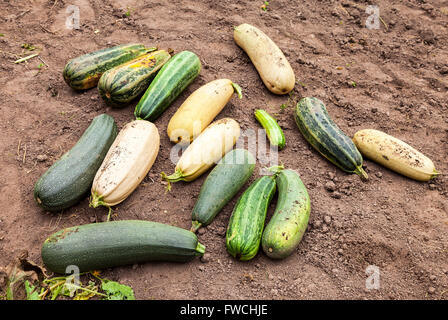 Große gelbe und grüne Zucchini im Gemüsegarten Stockfoto