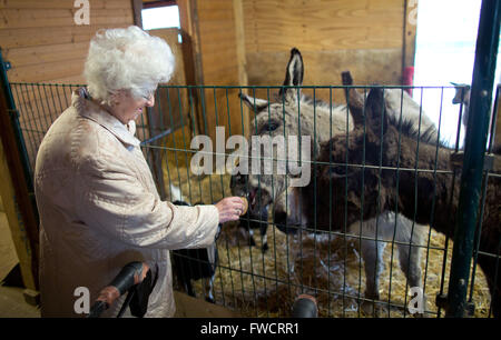 Berlin, Deutschland. 29. März 2016. Senioren Ruth Herrmann Fütterung einen Esel an der Senior Domizil Lichtenberg in Berlin, Deutschland, 29. März 2016. Die Senior-Domizil verfügt über einen eigenen Mini-Zoo. Foto: Jörg Carstensen/Dpa/Alamy Live News Stockfoto