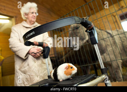 Berlin, Deutschland. 29. März 2016. Ein Meerschweinchen sitzt auf einem Fuß Rahmen bei der Senior Domizil Lichtenberg in Berlin, Deutschland, 29. März 2016. Die Senior-Domizil verfügt über einen eigenen Mini-Zoo. Foto: Jörg Carstensen/Dpa/Alamy Live News Stockfoto