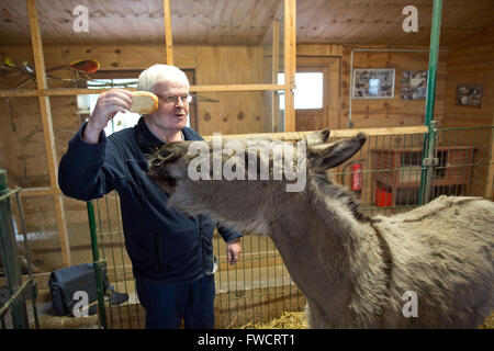 Berlin, Deutschland. 29. März 2016. Senior Roger Mirke Fütterung einen Esel an der Senior Domizil Lichtenberg in Berlin, Deutschland, 29. März 2016. Die Senior-Domizil verfügt über einen eigenen Mini-Zoo. Foto: Jörg Carstensen/Dpa/Alamy Live News Stockfoto