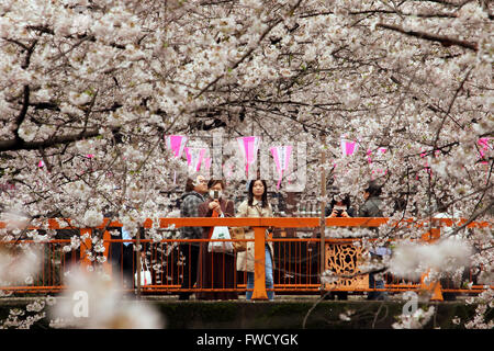 Tokio, Japan. 4. April 2016. Menschen bewundern voll blühten Kirschblüten Wheeping über den Meguro-Fluss von einer Brücke in Tokio auf Montag, 4. April 2016. Kredite: Yoshio Tsunoda/AFLO/Alamy Live-Nachrichten Stockfoto