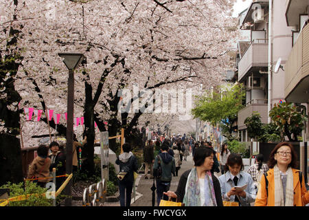 Tokio, Japan. 4. April 2016. Menschen schlendern Sie unter voll blühten Kirschblüten an einer Promenade entlang des Flusses Meguro in Tokio am Montag, 4. April 2016. Kredite: Yoshio Tsunoda/AFLO/Alamy Live-Nachrichten Stockfoto