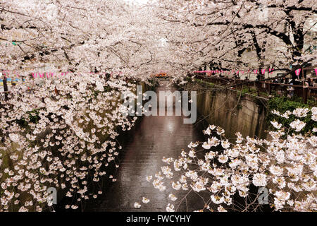 Tokio, Japan. 4. April 2016. Bäume voll blühten Kirschblüten bücken Flusses Meguro in Tokio auf Montag, 4. April 2016. Menschen genießen Kirschblüten an einer Promenade entlang eines Flusses. Kredite: Yoshio Tsunoda/AFLO/Alamy Live-Nachrichten Stockfoto