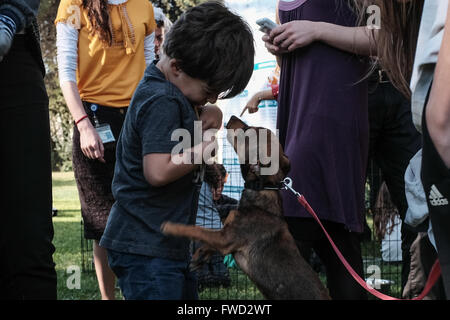 Jerusalem, Israel. 4. April 2016. Ein kleiner Junge spielt mit einem Welpen an die Residenz des Präsidenten. Israelische Präsident und die First Lady Rivlin Gastgeber einer "Adoptiere einen Tag des Hundes"-Veranstaltung im Garten der Residenz des Präsidenten in Partnerschaft mit der israelischen Tierschutz-Organisation "die Tiere leben lassen". Bildnachweis: Nir Alon/Alamy Live-Nachrichten Stockfoto