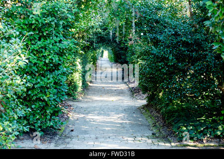 Weg im Garten des Middleton Place, Charleston, South Carolina, USA Stockfoto