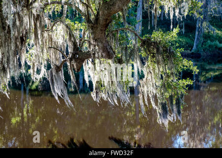 Spanisch Moos (Tillandsia Usneoides) auf Live Eichen in Middleton Place, Charleston, South Carolina, USA Stockfoto