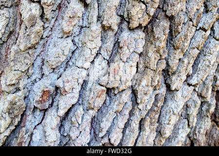 Rinde des Baumes in Middleton Place, Charleston, South Carolina, USA Stockfoto