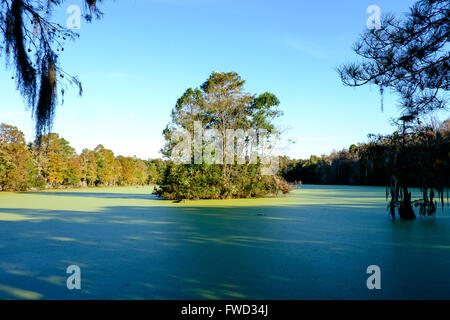 Tupelo Eukalyptusbäumen (Nyssa Aquatica) in Audubon Swamp Garden Magnolia Plantation and Gardens, Charleston, South Carolina, USA Stockfoto